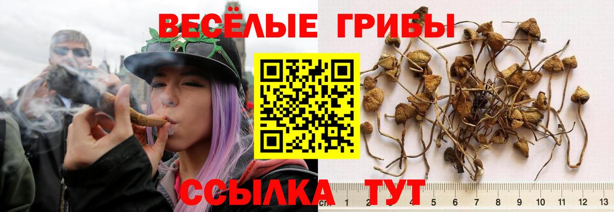 Галлюциногенные грибы Psilocybine cubensis Алексеевка